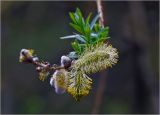 genus Salix