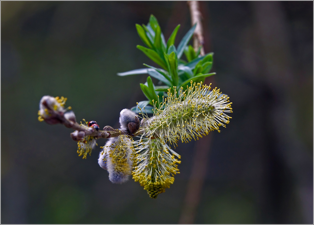 Image of genus Salix specimen.