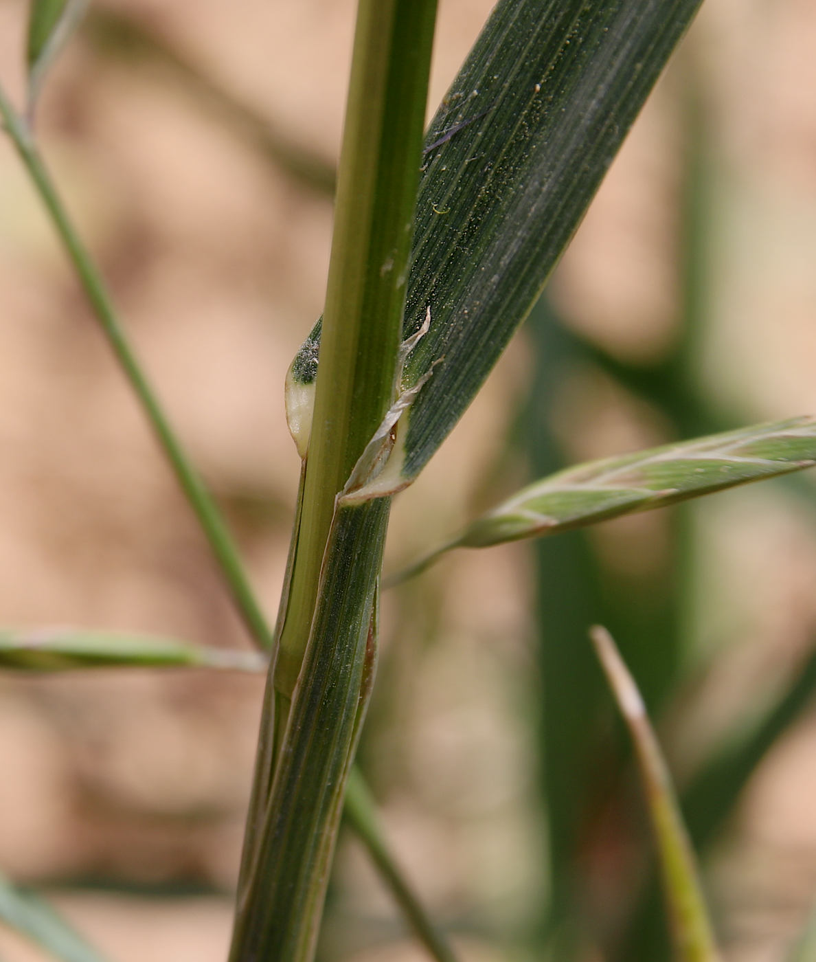 Image of Ceratochloa cathartica specimen.