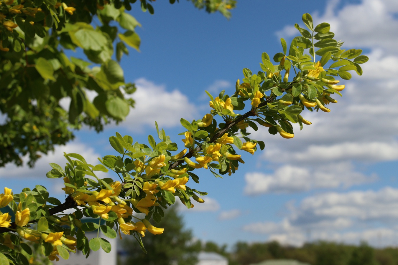Image of Caragana arborescens specimen.