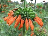 View full-size image Leonotis nepetifolia