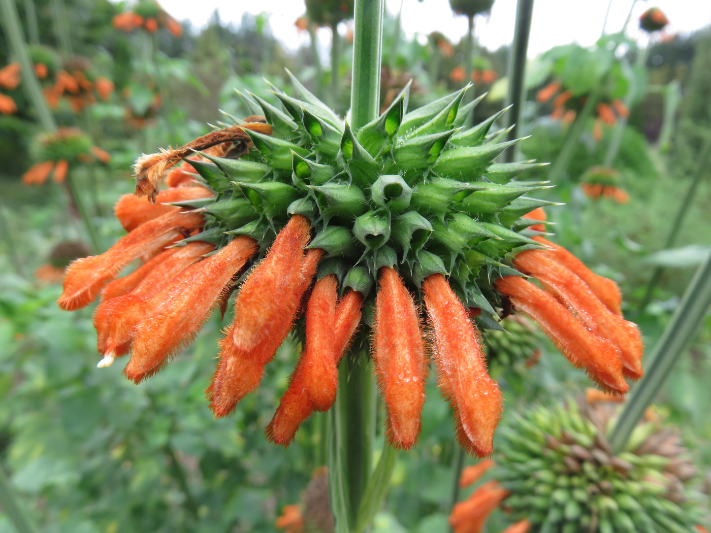 Image of Leonotis nepetifolia specimen.