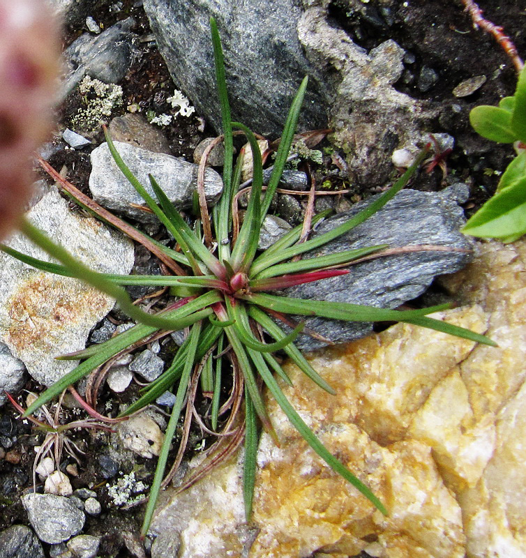 Изображение особи Armeria scabra.