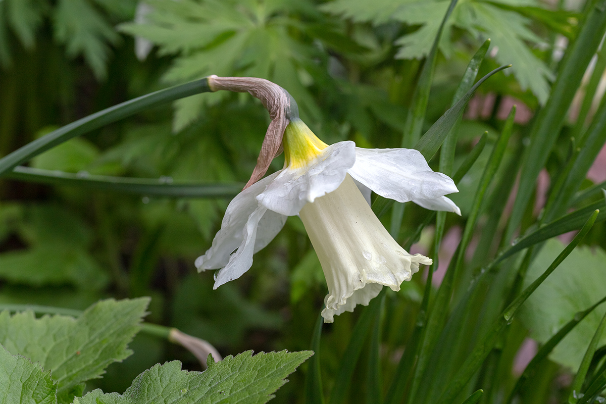 Image of genus Narcissus specimen.