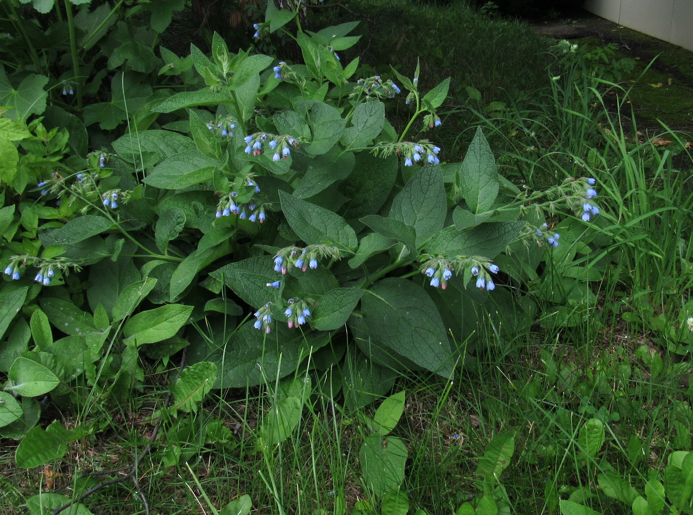 Изображение особи Symphytum caucasicum.