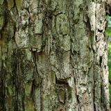 Ulmus laciniata