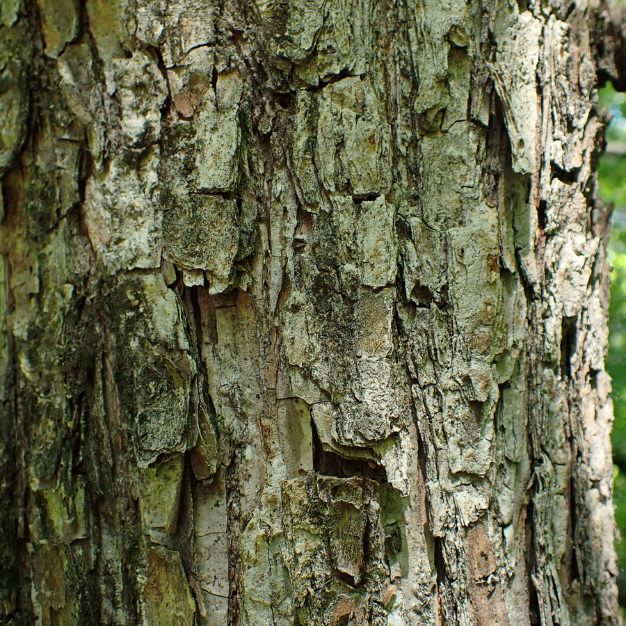 Изображение особи Ulmus laciniata.