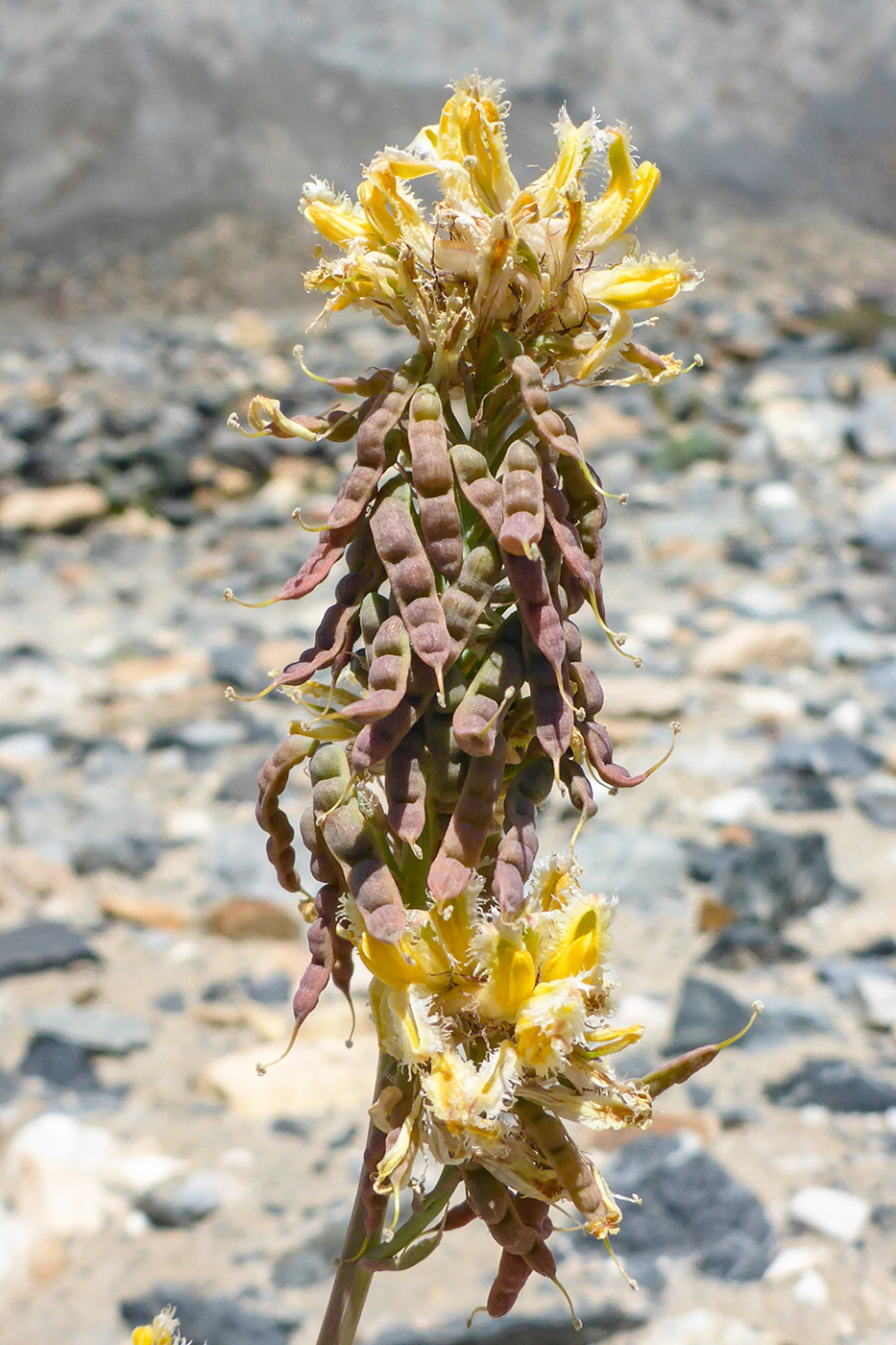 Image of Corydalis fimbrillifera specimen.