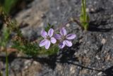 Erodium cicutarium. Цветки. Турция, ил Ван, 3 км к З. от деревни Кечикыран, берег оз. Ван, выс. 1650 м н.у.м., горная степь. 21 мая 2025 г.