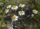Pyrethrum corymbosum