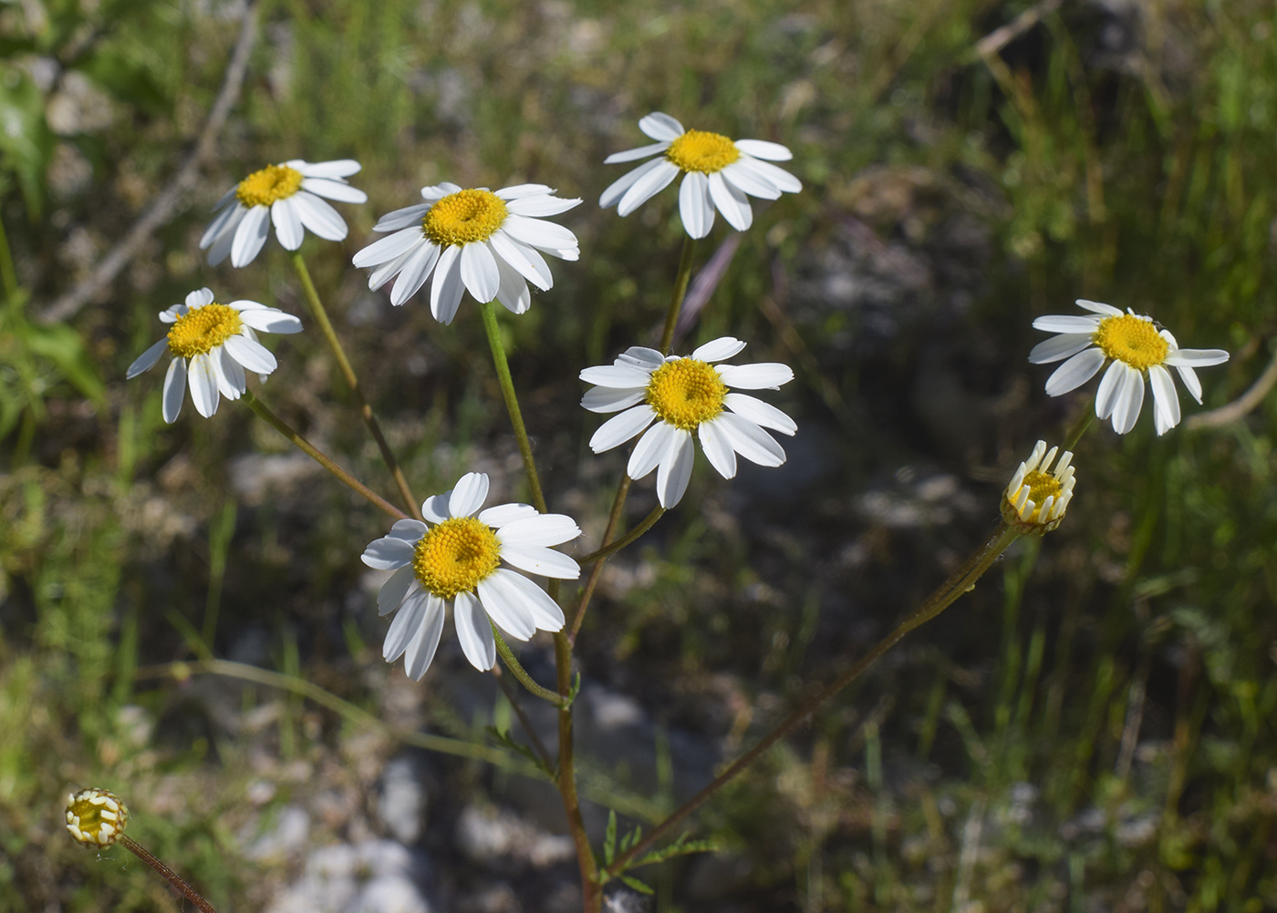 Image of Pyrethrum corymbosum specimen.