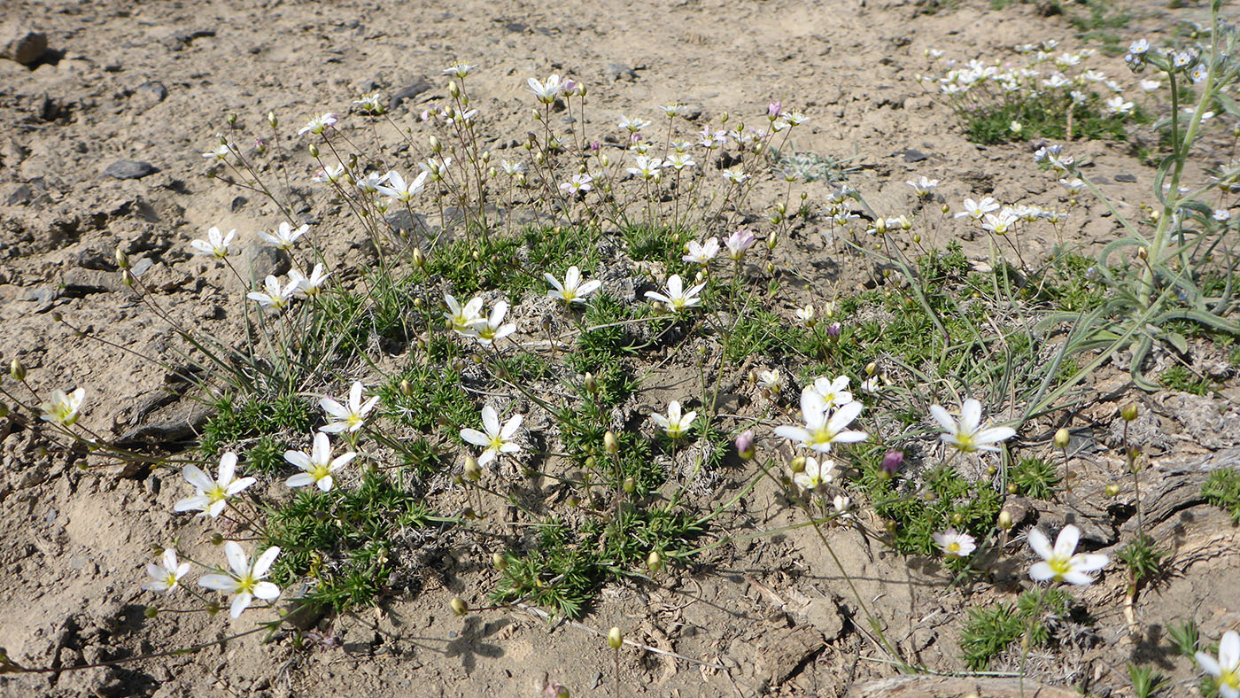 Image of Eremogone griffithii specimen.