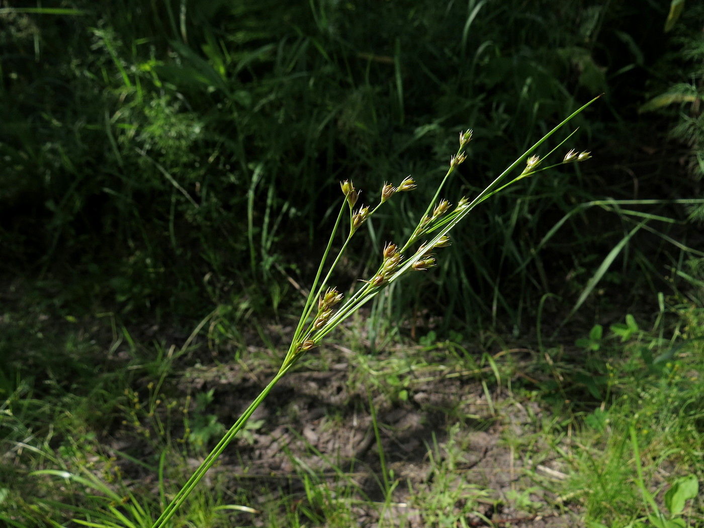 Image of Juncus tenuis specimen.
