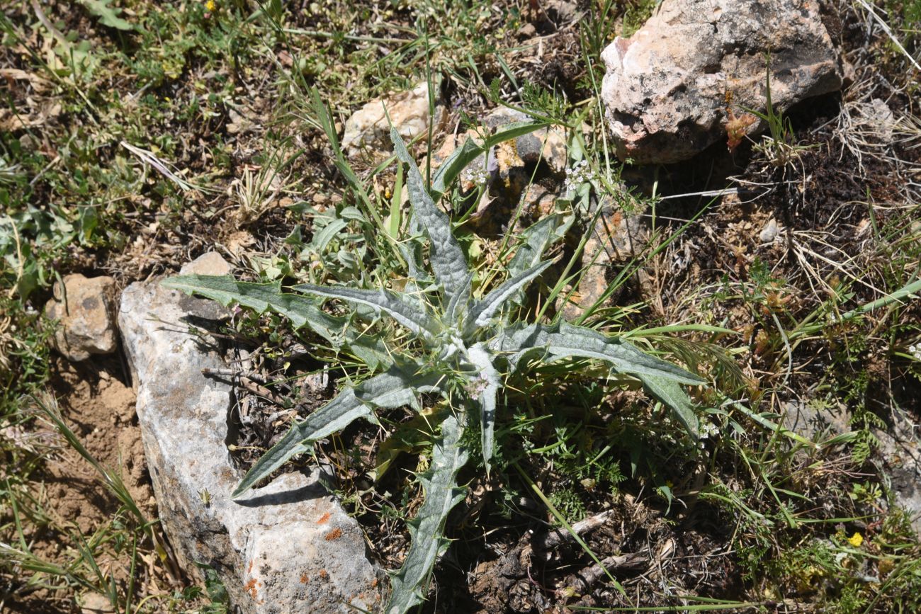 Image of familia Asteraceae specimen.