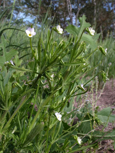 Image of Viola kitaibeliana specimen.