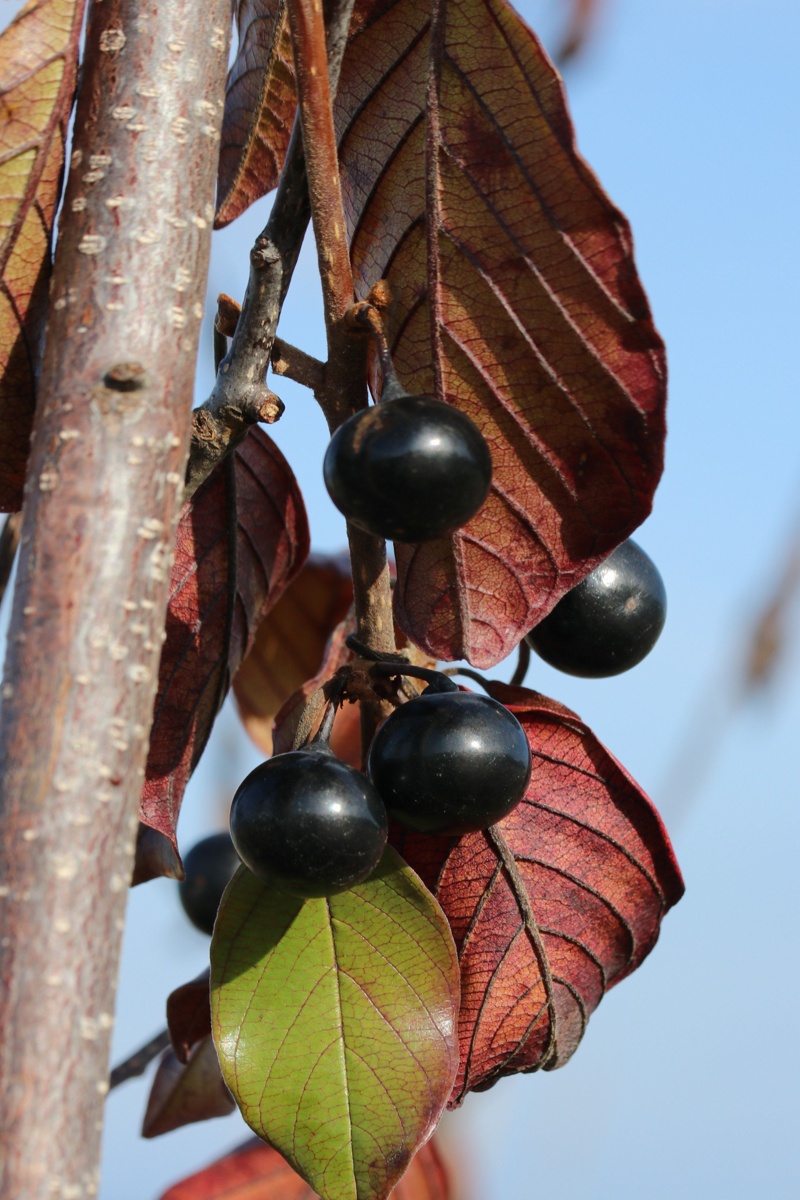Изображение особи Frangula alnus.