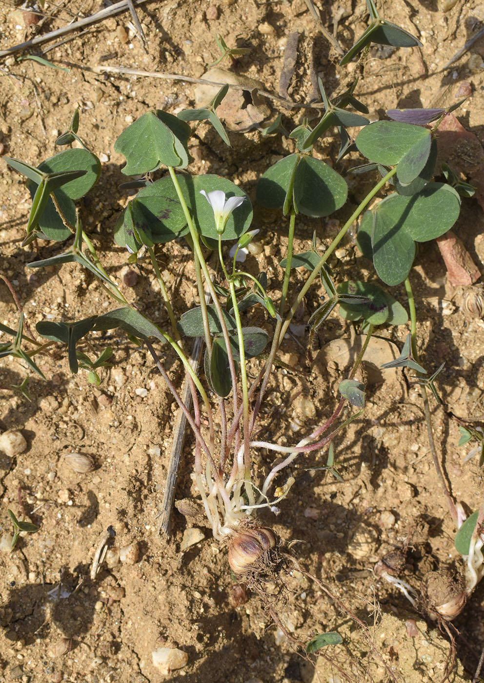 Изображение особи Oxalis debilis.