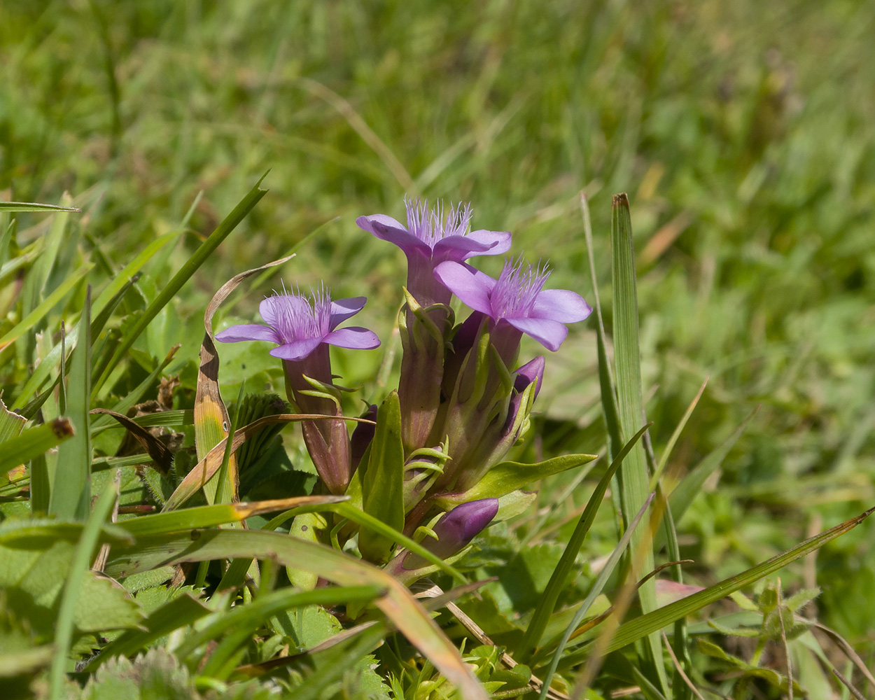 Изображение особи род Gentianella.
