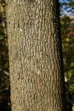 Acer platanoides. Ствол взрослого дерева с небольшими талломами лишайников. Санкт-Петербург, Дудергофские высоты, склон южн. экспозиции, широколиственный лес. 18.10.2025.