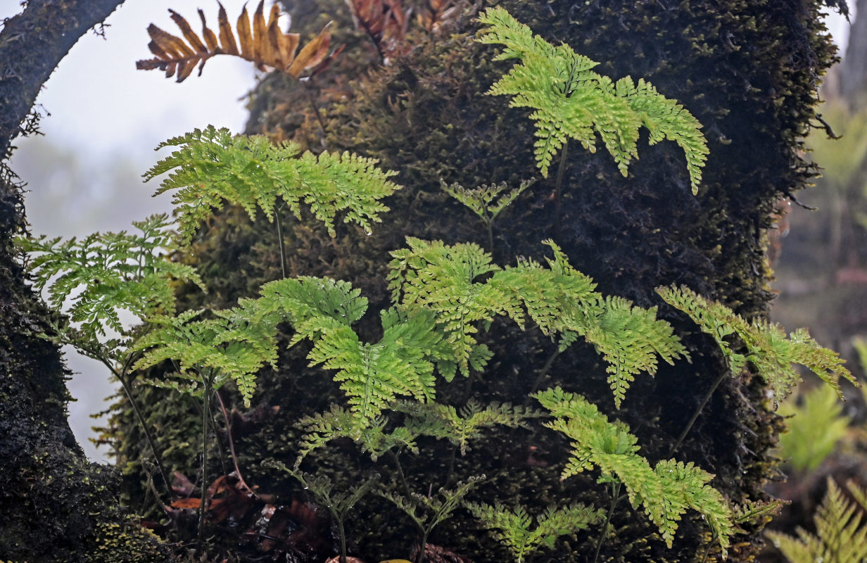 Image of Davallia canariensis specimen.