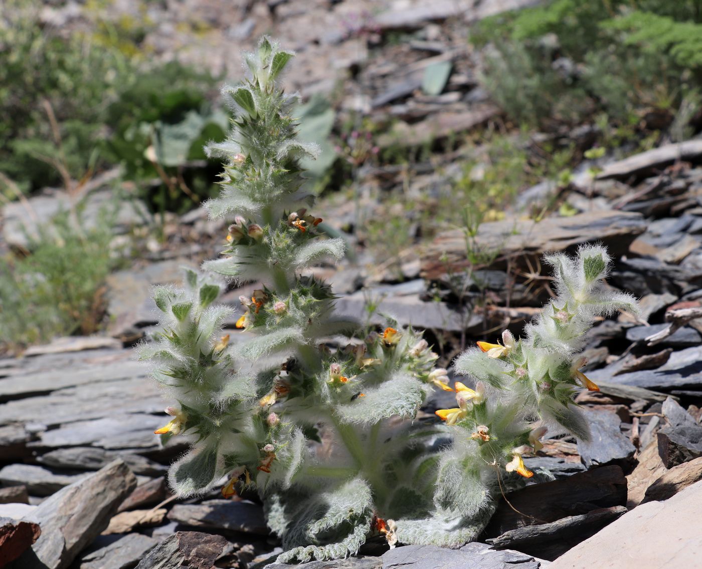 Image of Paraeremostachys anisochila specimen.