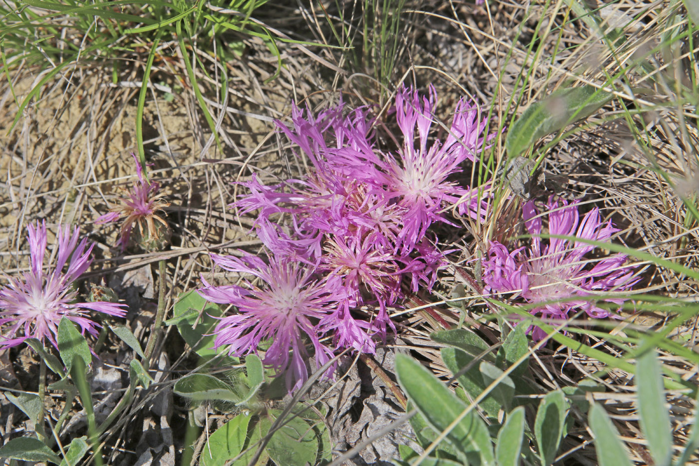 Image of Psephellus sumensis specimen.