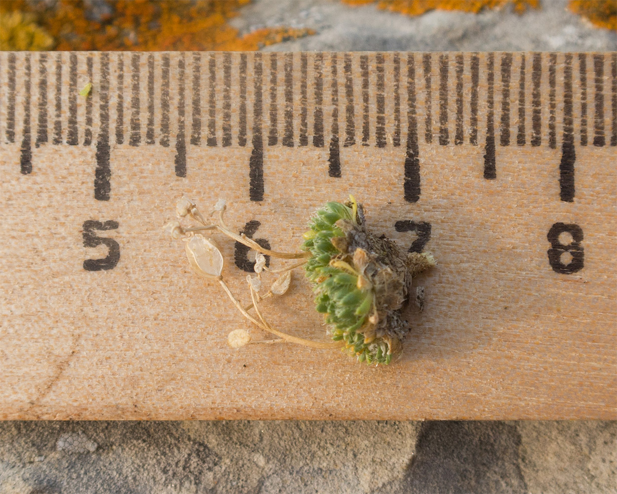 Изображение особи Draba bryoides.