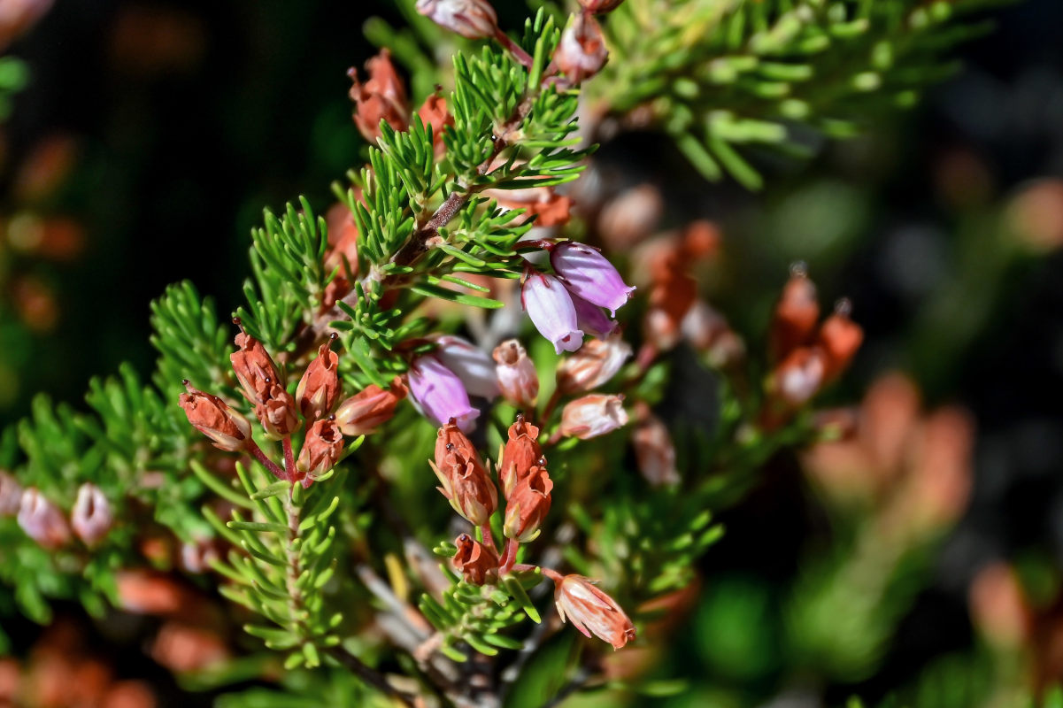 Image of Erica maderensis specimen.
