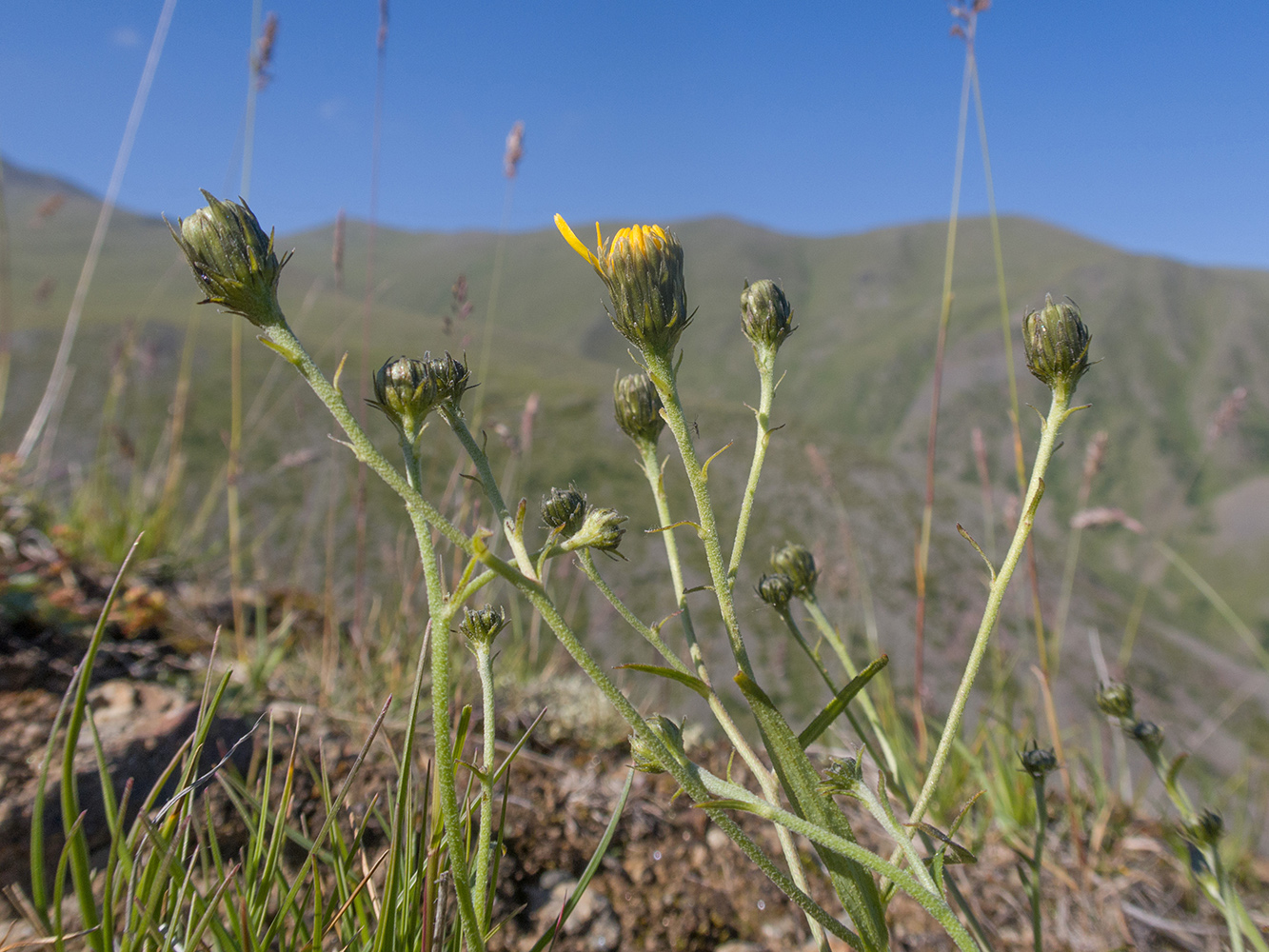 Изображение особи род Hieracium.