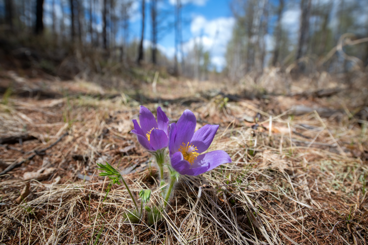 Image of Pulsatilla turczaninovii specimen.