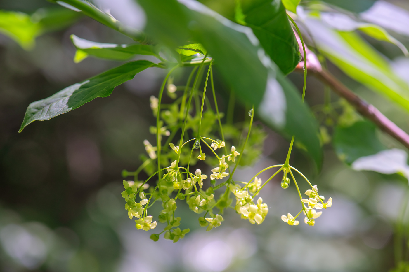 Изображение особи Euonymus macropterus.