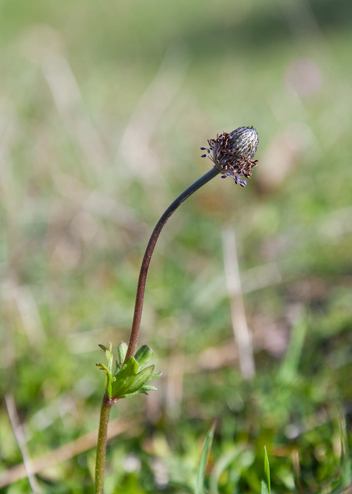 Image of Anemone coronaria specimen.