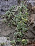Crithmum maritimum. Цветущие и плодоносящие растения. Португалия, округ Лиссабон, устье р. Сизандру, на скале. 23.08.2025.