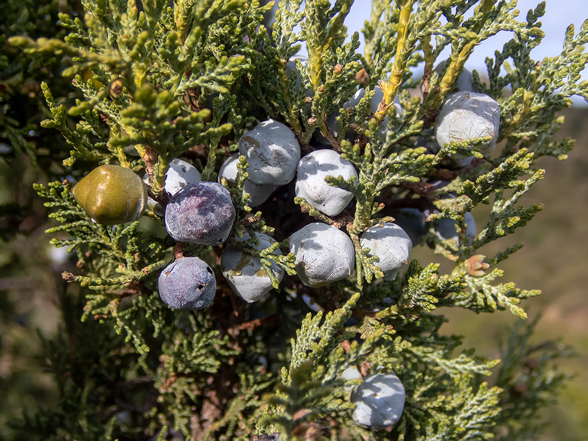 Изображение особи Juniperus excelsa.