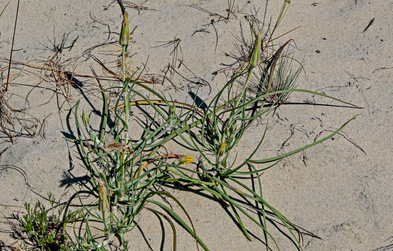 Изображение особи род Tragopogon.
