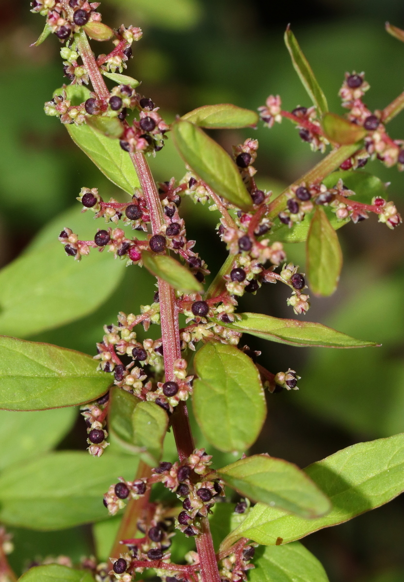 Изображение особи Lipandra polysperma.