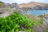 Maianthemum dilatatum. Вегетирующие растения на скале. Приморский край, Хасанский р-н, п-в Брюса. 03.05.2026.