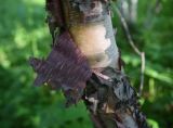 Betula raddeana. Часть ствола. Чечня, Шаройский р-н, окр. хут. Хочелдой, берёзовый лес над хутором. 3 июля 2024 г.