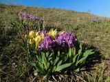 Iris pumila. Цветущие растения. Ростовская обл., Октябрьский р-н, окр. слободы Красюковская, песчаный склон балки. 05.04.2026.