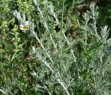 genus Artemisia