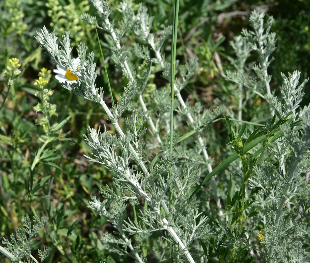 Image of genus Artemisia specimen.