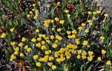 Helichrysum stoechas. Цветущие растения в сообществе с Carpobrotus edulis. Португалия, округ Бежа, окр. г. Карвальял, каменистый склон. 06.06.2026.