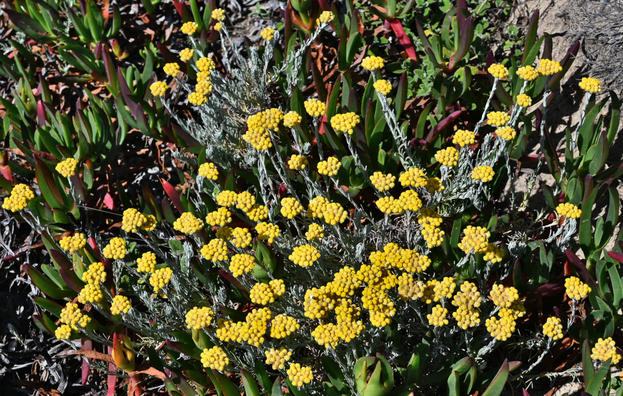 Image of Helichrysum stoechas specimen.