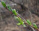 Salix myrsinifolia