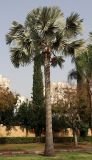 Bismarckia nobilis. Плодоносящее женское дерево. Израиль, Кирьят-Оно, уличное озеленение. 02.02.2026.