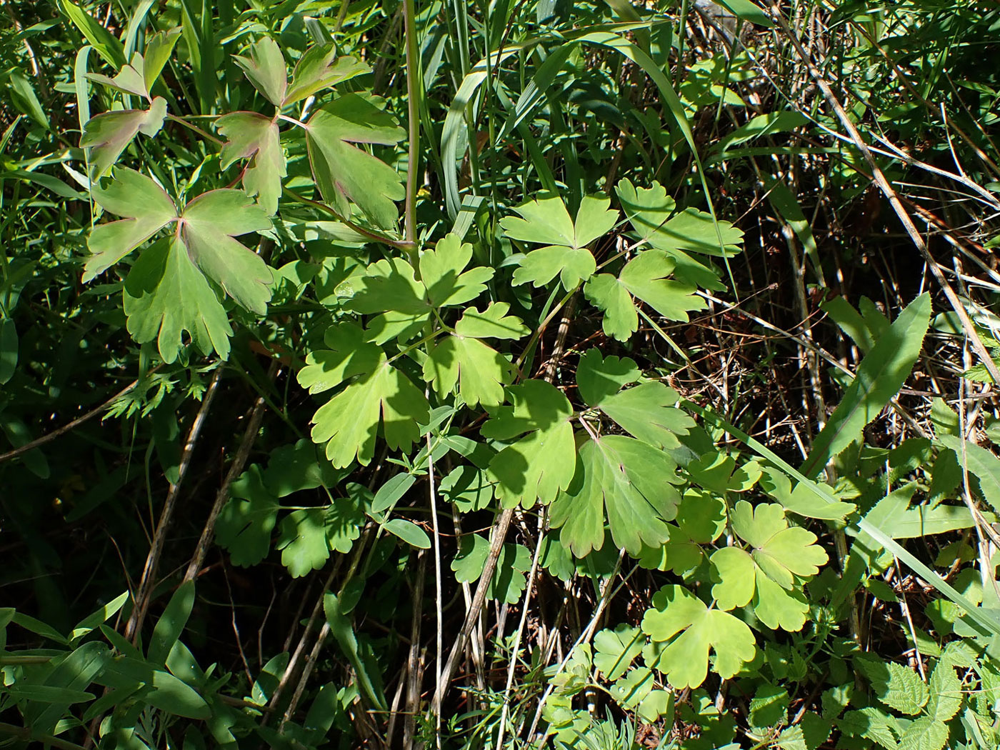 Изображение особи Aquilegia oxysepala.