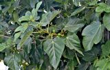 Ficus carica