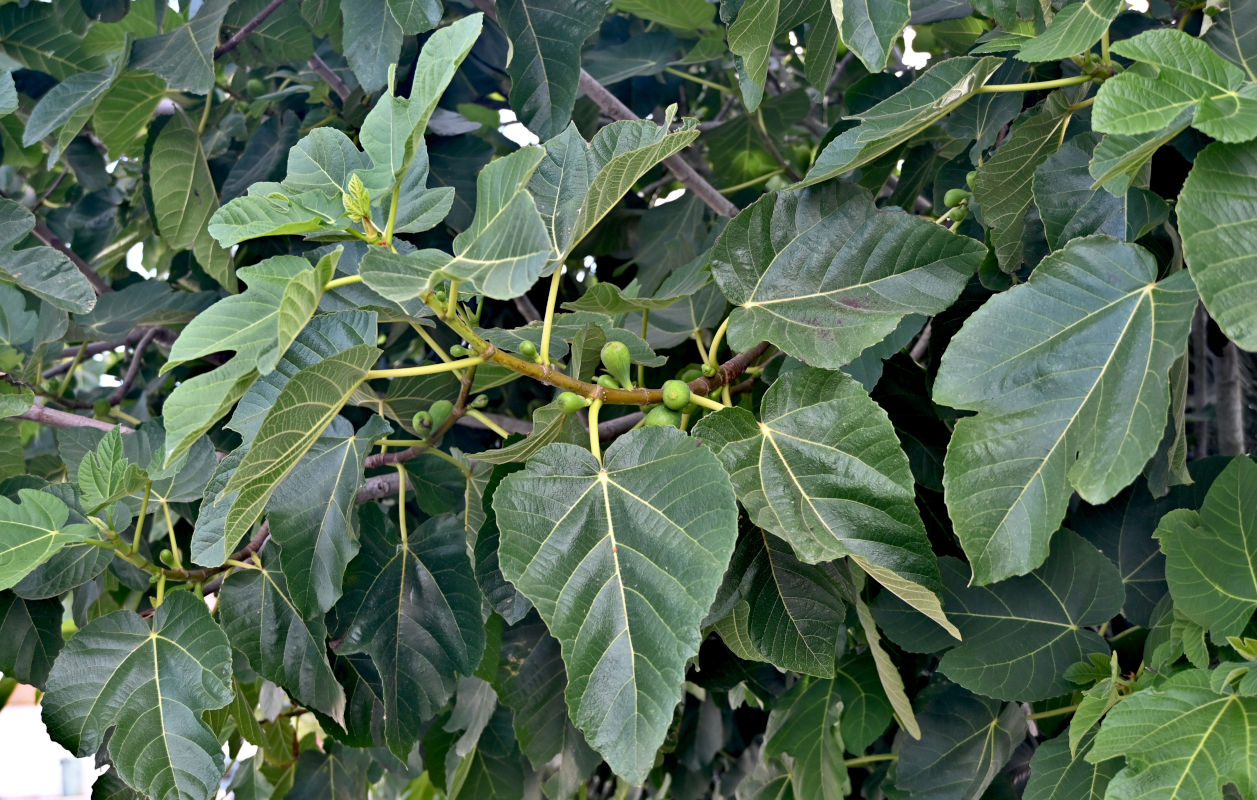 Изображение особи Ficus carica.