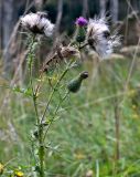 Cirsium vulgare. Верхушка отцветающего и плодоносящего растения. Московская обл., Дмитровский гор. округ, дол. р. Якоть, опушка смешанного леса. 23.08.2026.