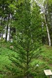Abies balsamea. Дерево, посаженное 18 июня 2008 года. Архангельская обл., о. Большой Соловецкий, Соловецкий ботанический сад. 09.06.2026.